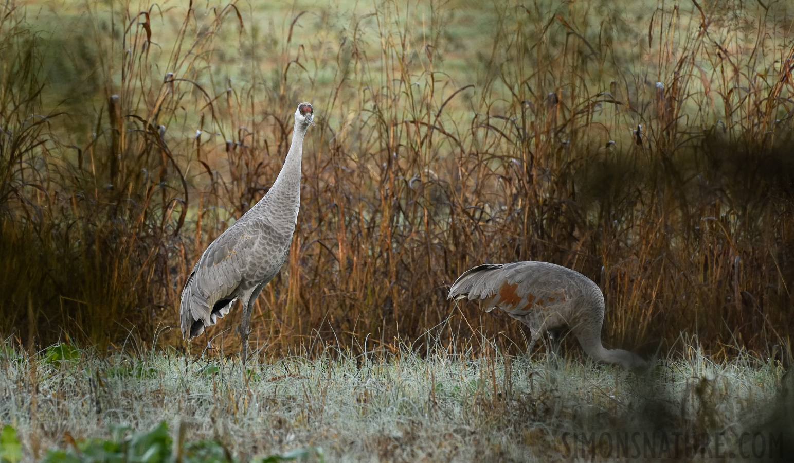 Antigone canadensis tabida [380 mm, 1/400 sec at f / 9.0, ISO 1600]